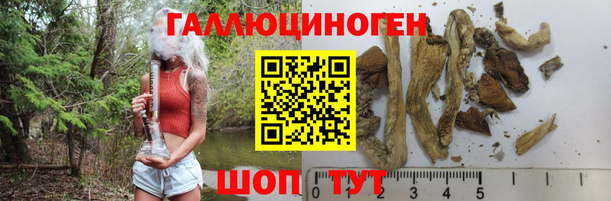 Кудрово  Псилоцибиновые грибы Psilocybine cubensis  наркота  Вход с VPN 
